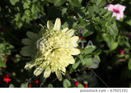 菊花 菊花 67605391