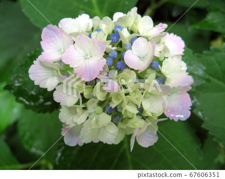 繡球 67606351