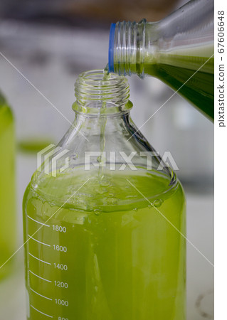 Marine plankton or Microalgae culture into bottle 67606648
