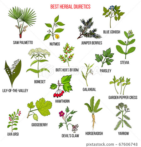 Best diuretic herbs set Best diuretic herbs set 67606748