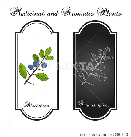 Blackthorn Prunus spinosa , or sloe, edible and 67606790