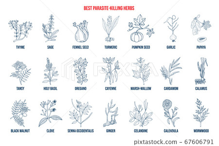 Best parasite killing herbs collection Best parasite killing herbs collection 67606791