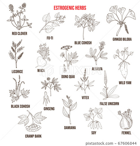 Best estrogenic herbs collection 67606844