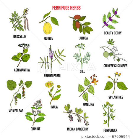 Febrifuge herbs collection. Hand drawn vector set 67606944