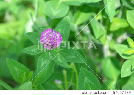 Murasakitetsukusa 67607189