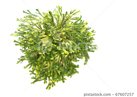 Resurrection grass 67607257