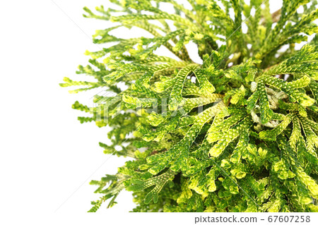 Resurrection grass 67607258