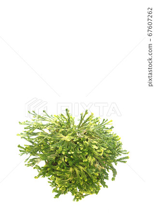 Resurrection grass Resurrection grass 67607262