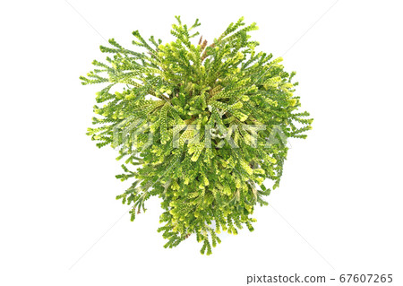 Resurrection grass Resurrection grass 67607265