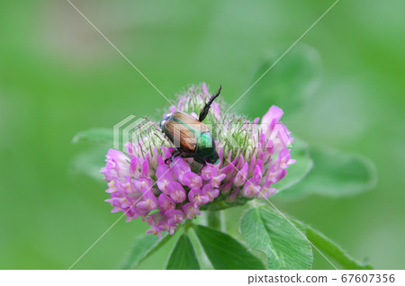 紅三葉草和甲蟲 67607356