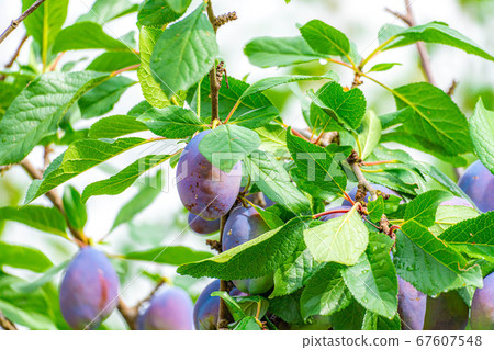 李子李長在樹上[山梨縣] 67607548