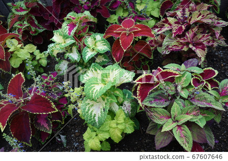 初夏多彩錦紫蘇葉 初夏多彩錦紫蘇葉 67607646