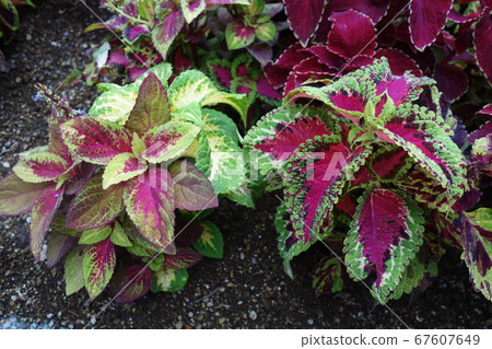 初夏多彩錦紫蘇葉 67607649