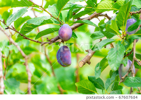 Plum plums growing on trees [Yamanashi Prefecture] 67607684
