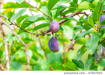Plum plums growing on trees [Yamanashi Prefecture] 67607685
