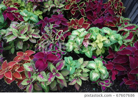 Early summer colorful Coleus leaf Early summer colorful Coleus leaf 67607686