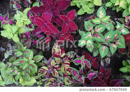 Early summer colorful Coleus leaf Early summer colorful Coleus leaf 67607699