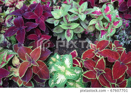 初夏多彩錦紫蘇葉 67607701