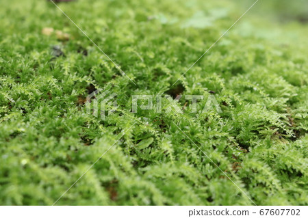 淺綠色的苔蘚地毯遍布 67607702
