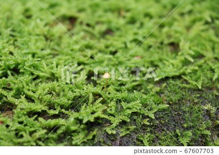 淺綠色的苔蘚地毯上的蘑菇 淺綠色的苔蘚地毯上的蘑菇 67607703