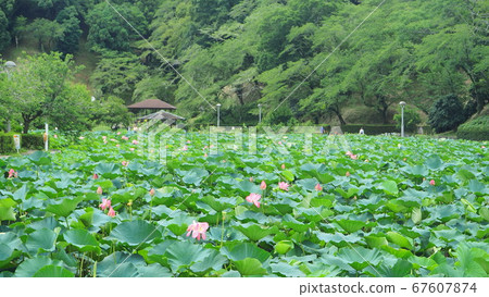 Shizuoka Prefecture Lotus flower blooming Rengejiike Park July Shizuoka Prefecture Lotus flower blooming Rengejiike Park July 67607874