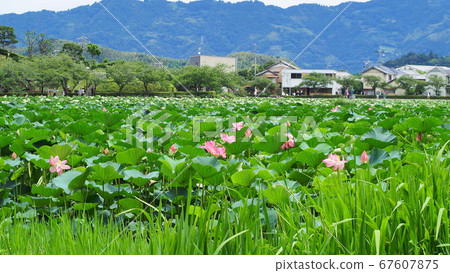 Shizuoka Prefecture Lotus flower blooming Rengejiike Park July 67607875