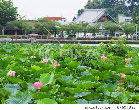 Shizuoka Prefecture Lotus flower blooming Rengejiike Park July 67607985