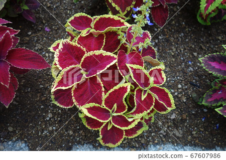 初夏錦紫蘇葉 67607986