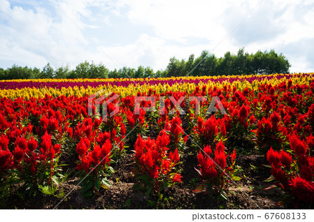 Summer Biei Four Seasons Ayano Hill Summer Biei Four Seasons Ayano Hill 67608133