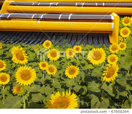 Big harvester in the field on a autumn sunny day Big harvester in the field on a autumn sunny day 67608264