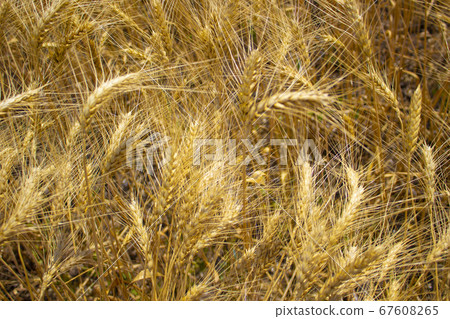 Wheat field close up Wheat field close up 67608265