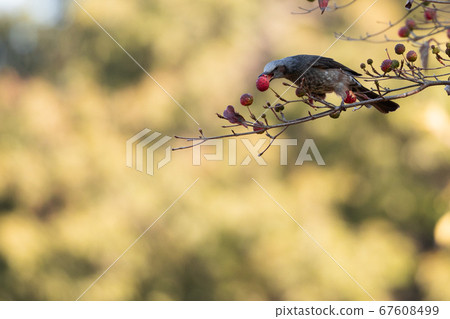 Yamaboushi and Bulbul 67608499