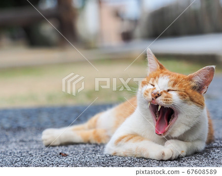 A big yawning brown and white bee cat A big yawning brown and white bee cat 67608589