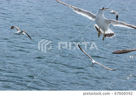 海鷗和大海 67608592