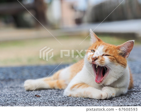 一隻大打呵欠的棕色和白色蜜蜂貓 67608593