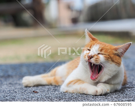 A big yawning brown and white bee cat A big yawning brown and white bee cat 67608595