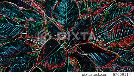close up top view leaf with vein pattern . 67609114