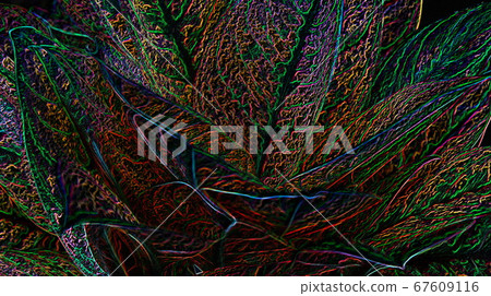 close up top view leaf with vein pattern . 67609116