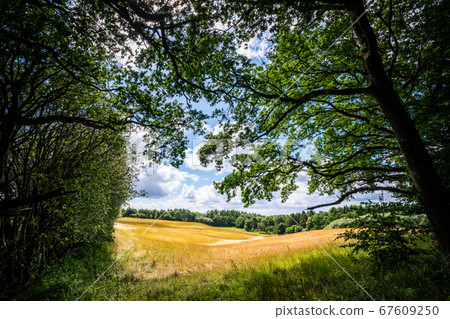 Meadow in a forest in rural surroundings Meadow in a forest in rural surroundings 67609250