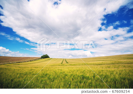 Wheat crops on a field in the summer Wheat crops on a field in the summer 67609254