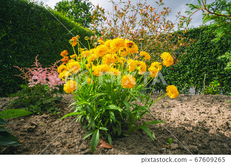 Yellow flowers in a garden in the summer Yellow flowers in a garden in the summer 67609265