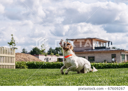 Springer Spaniel Dog playing in a garden Springer Spaniel Dog playing in a garden 67609267