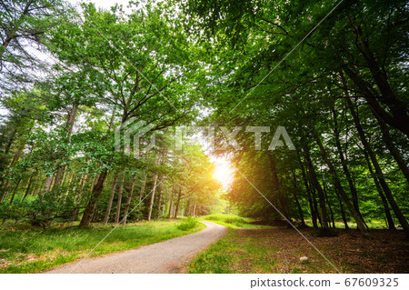 Curved road in a green forest in the springtime 67609325