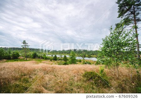 Landscape with a meadow on top of a wetland Landscape with a meadow on top of a wetland 67609326