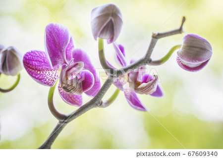 Purple orchid flowers on a fresh green background Purple orchid flowers on a fresh green background 67609340