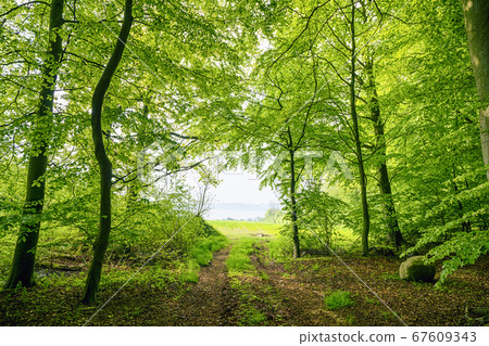 Green beech forest in the spring with a nature Green beech forest in the spring with a nature 67609343