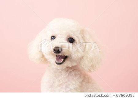 Smiley white toy poodle 67609395