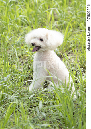 White toy poodle laughing with its tongue out White toy poodle laughing with its tongue out 67609396