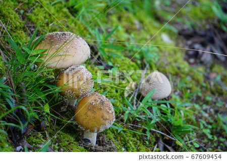 野生蘑菇 67609454