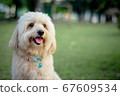 Looking up brown cute poodle puppy sitting on 67609534